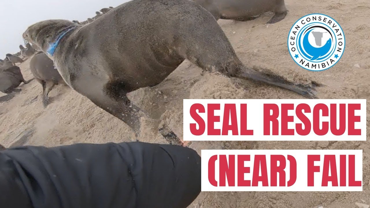 Seal Rescue (Near Fail) - YouTube