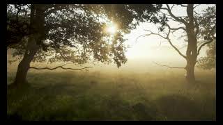 1-hour forest walk accompanied by birdsong | Forest Sound | ASMR |