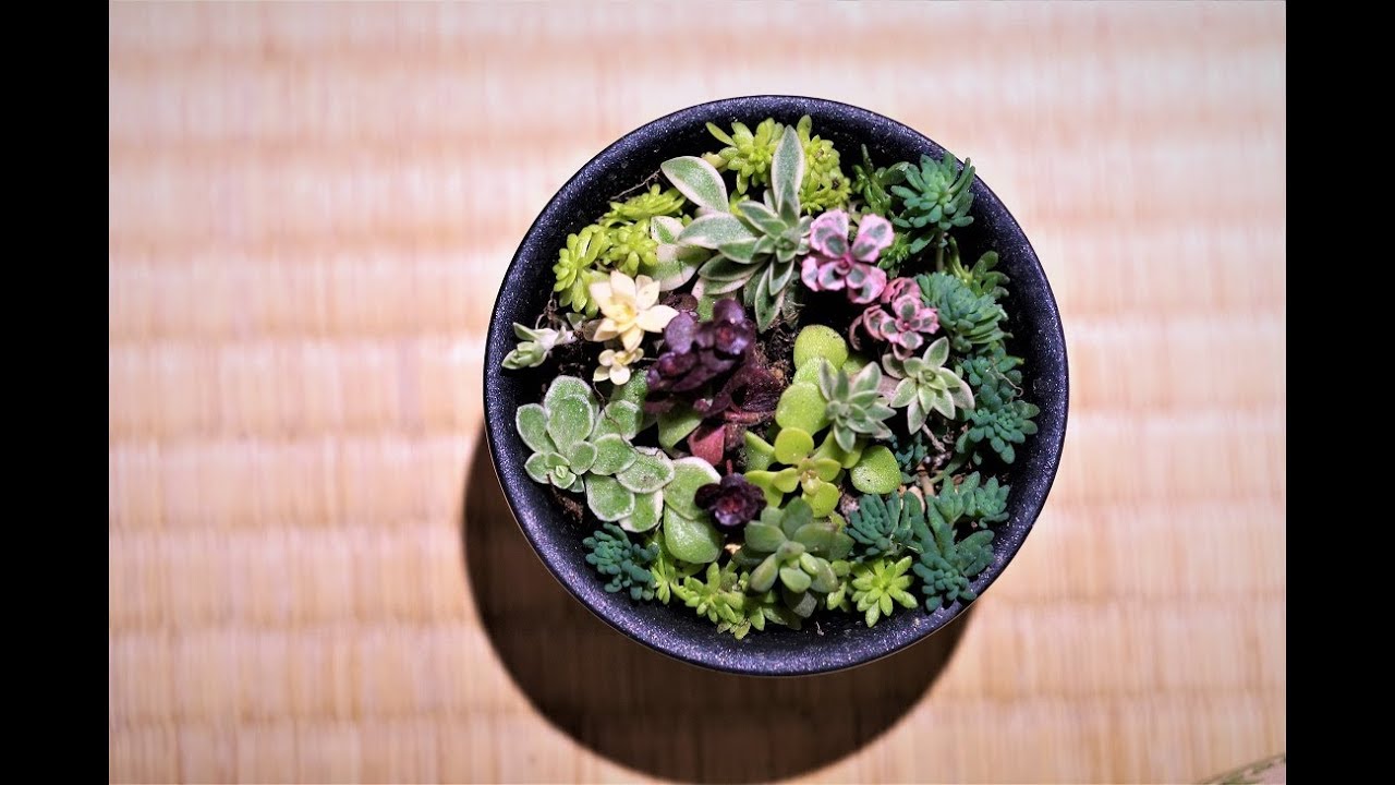 多肉植物セダム 庭の様子 ミニ寄せ植え Sedum Succulents Youtube