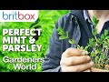 Growing the Perfect Parsley and Having Unlimited Mint | Top Tips | Gardeners' World
