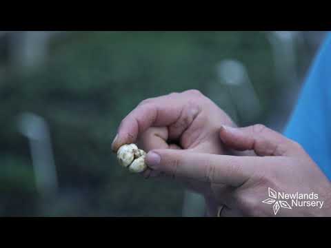 Video: Förökar fritillaria meleagris-lökar sig?