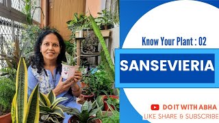 Sansevieria 🌿 : Know your plant 02 #IndoorPlants #OxygenGivingPlants