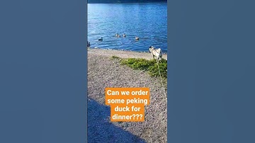Thumbnail of YI JIAN MEI by Fei Yu-ching ft Jacob the Pug #foodie #chinesefood #pug #feiyuching #duck #ariana #1d