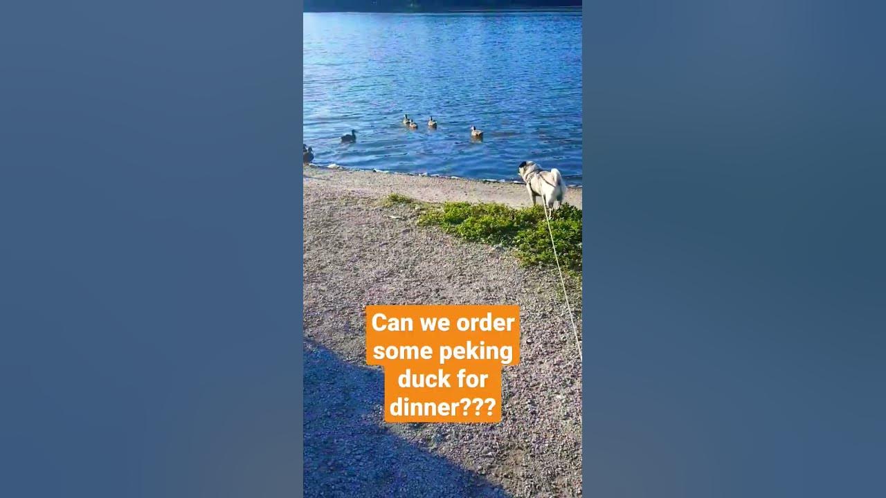 YI JIAN MEI by Fei Yu-ching ft Jacob the Pug #foodie #chinesefood #pug #feiyuching #duck #ariana #1d YI JIAN MEI by Fei Yu-ching ft Jacob the Pug #foodie #chinesefood #pug #feiyuching #duck #ariana #1d