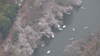 東京都心、桜が満開 歴代2番目の早さ