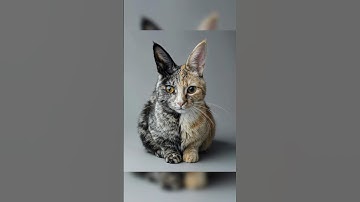 养猫吗？全物种猫 #aigc #games #art #ai #shorts