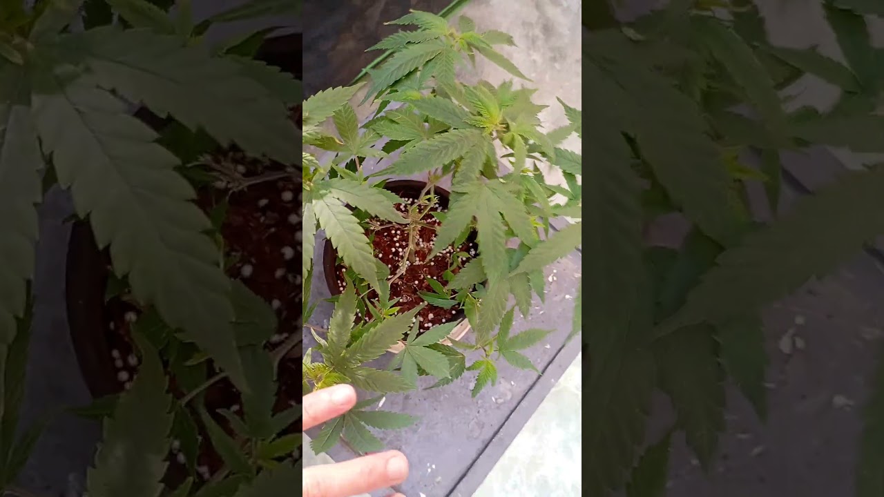 KKB (KING KUSH BREATH)🫁 wonderful strain can't wait to see her flowers.