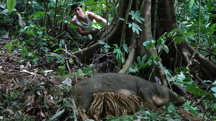 -In a rare moment, Trieu Khang unexpectedly witnessed a mother wild boar giving birth in the forest.