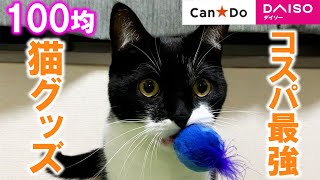 【100均】猫じゃらしへの食いつき方が異常w 【ダイソー/キャンドゥ】