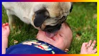 Funny Dogs Meeting Babies For The First Time 2017 | Made By [Lisa Hudberman] by Lisa Hudberman 46 views 7 years ago 10 minutes, 9 seconds