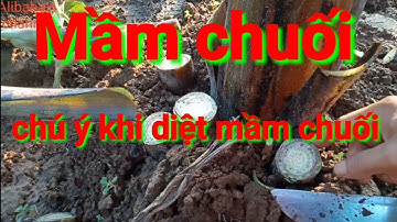Chăm sóc chuối tết, chẹn mầm chuối, định cây tỉa mầm cây chuối con, chuối tết | AlibabaH channel