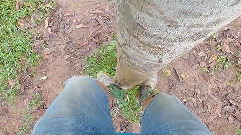 Ong Rừng TV | Test dụng cụ trèo cây bắt ong hái lan | cân tất cả các loại cây