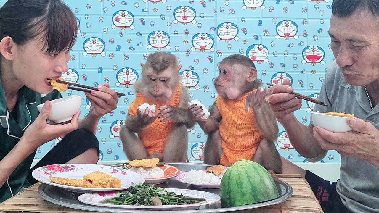 Family of baby monkey eating together happily and happily