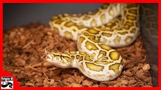 Celebrity Burmese Python Update : Triple B TV - Ep.80 Net Worth