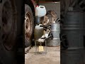 Tabby cat staring at mouse eating cheese 🐱🐹🐹#cat #cute #catlife ##mousemurah #cute #cute