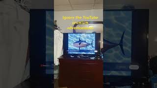 Spongebob Intro Fandub Ÿonpßobs