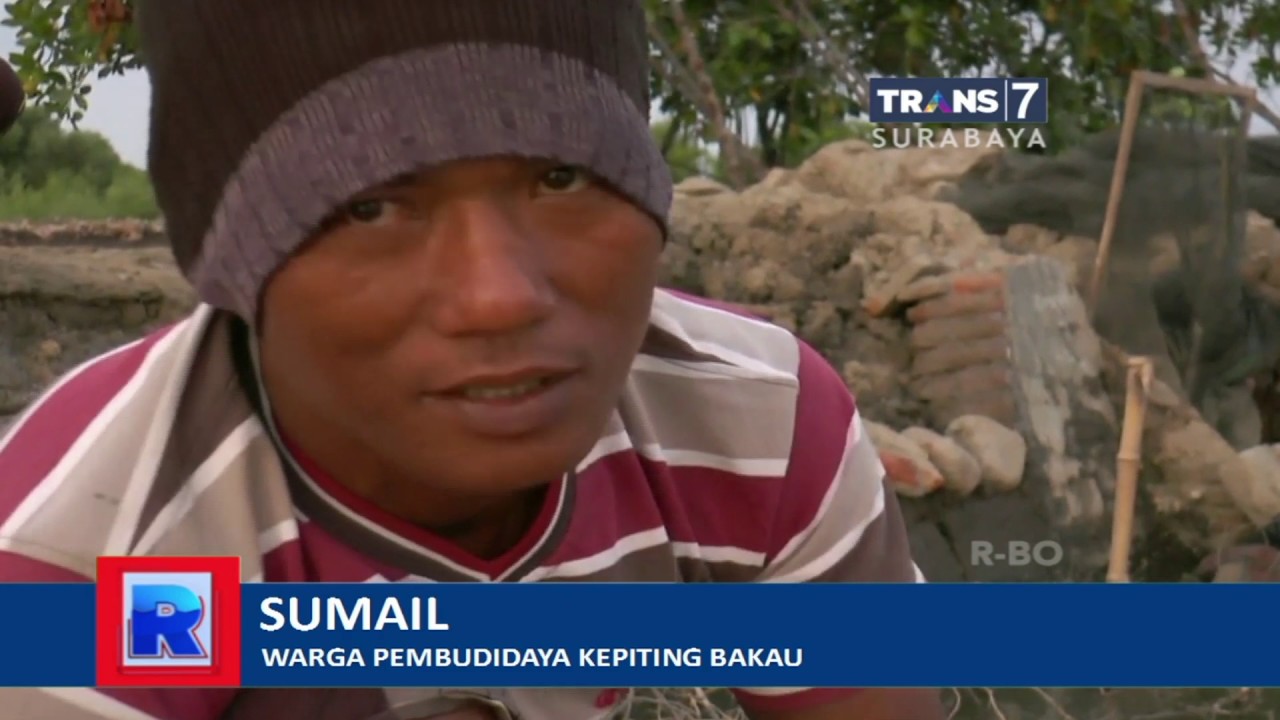 Budidaya Kepiting Bakau 