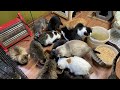 Спасение животных/ Стрим у котанов в приюте «Хвостатое счастье»/ Покажем как живут наши котики