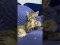 Kediler Nasıl Temizlenir? - How to clean cats? Cats ASMR