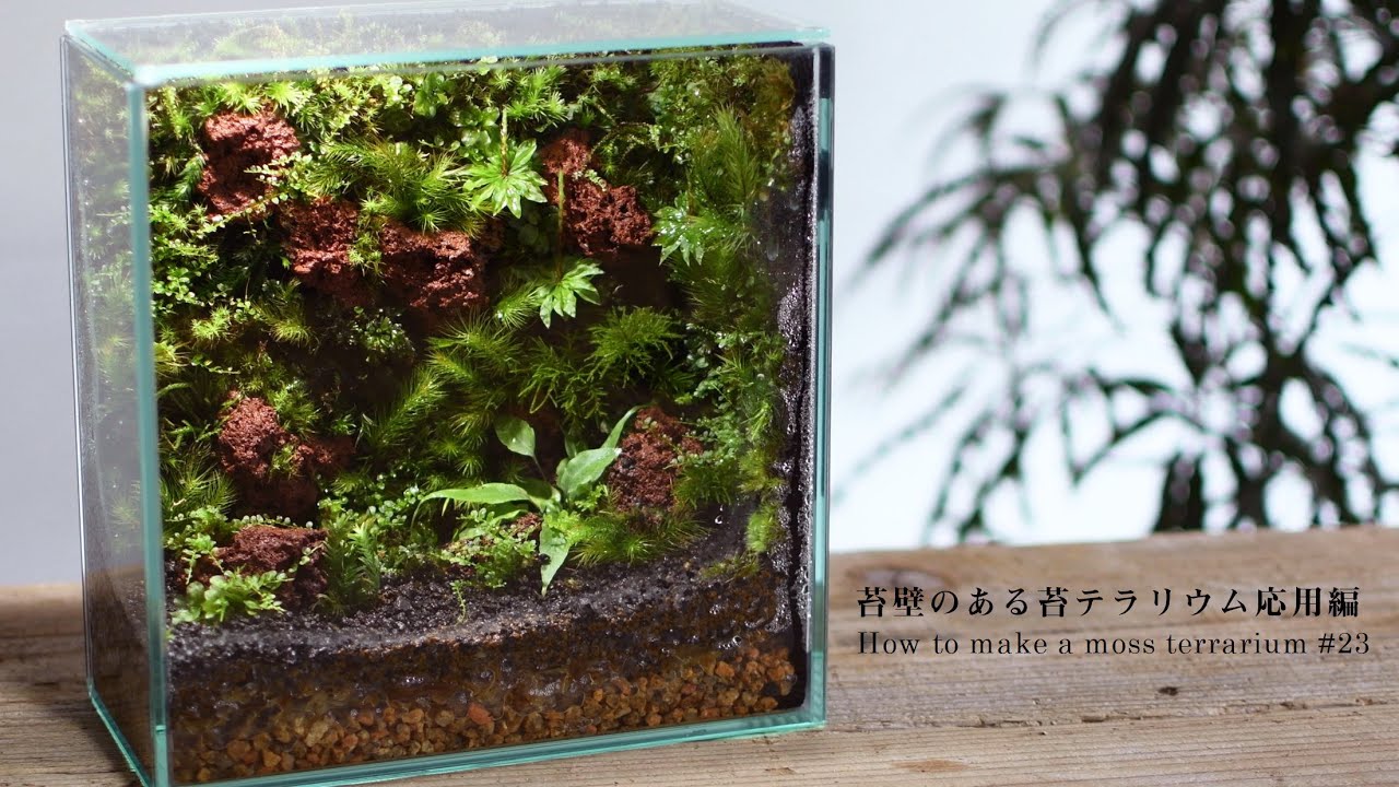 苔壁のある苔テラリウムの作り方 水槽にコケの壁をつくる 10 How To Make A Moss Wall In A Terrarium 10 Youtube