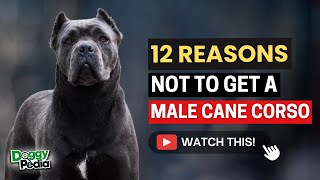 12 Reasons You Should Not Get A Male Cane Corso