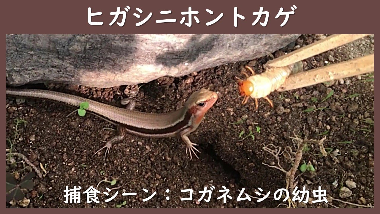 ニホントカゲのらくらく飼育法（えさ①：コガネムシの幼虫） - i