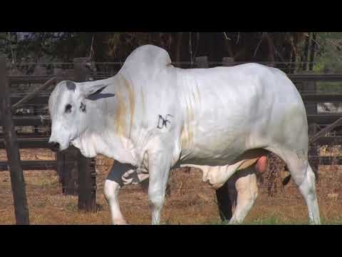 LOTE 166 -  8103 | 42º MEGA LEILÃO ANUAL CARPA TOUROS