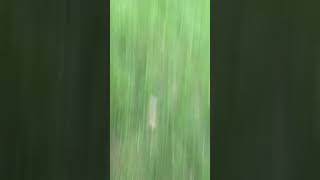 Famous Dog running in circle sorry for camera shake Net Worth