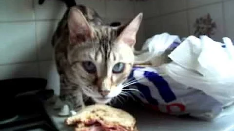 Video 1371411: bengal cat steals, baby talk