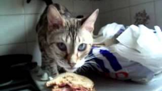 Bengal cat steals bacon sandwich by carameldreams 239,915 views 12 years ago 41 seconds