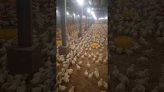 11 day old chicks 🐤 #farming