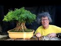 My Toronto Bonsai Show Trees, Part 4/4, The Bonsai Zone, Oct 2022