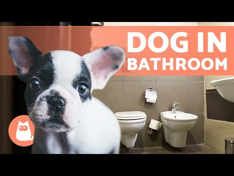 Video: Varför följer min hund mig till badrummet?