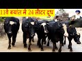 राजस्थान के श्रीगंगानगर में असली पाकिस्तानी नीली रावी भैंसे | Nili Ravi buffalo from Pakistan