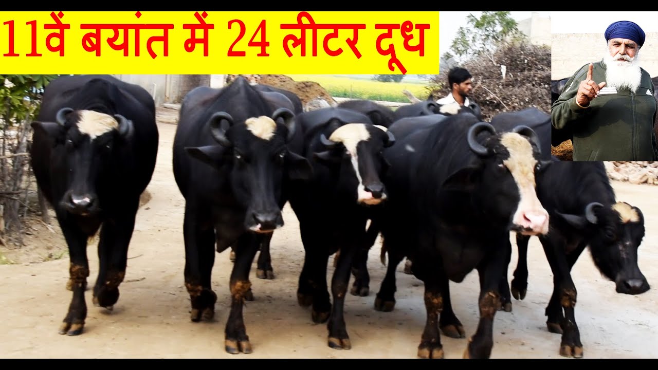 राजस्थान के श्रीगंगानगर में असली पाकिस्तानी नीली रावी भैंसे | Nili Ravi buffalo from Pakistan