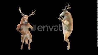 Deer Dancing 4K | Motion Graphics - Envato elements