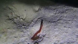 Epitoke of a Nereidid polychaete
