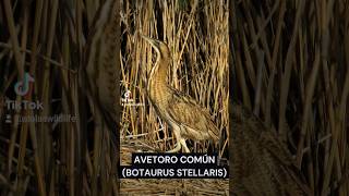 AVETORO COMÚN (Botaurus stellaris) PARTE 1 #ornitologia #wildlife #avetoro #botaurusstellaris #aves