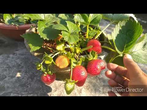 Video: A Variety Of Garden Strawberries (or Strawberries) Kimberly - Description, Care And Other Features + Photo