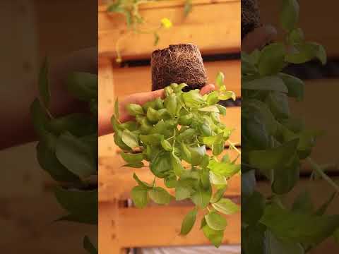 Video: Saving Basil Seed - Wie man Basilikumsamen aus Pflanzen erntet
