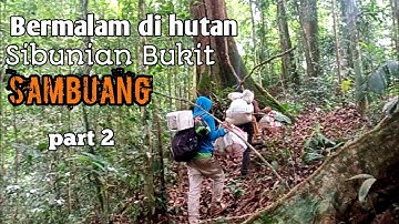 MIKAT CUCAK IJO DAN KAPAS TEMBAK DI HUTAN SUMATRA   (part 2)