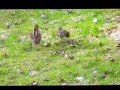 Wedding dance ( Common Snipe  Gallinago gallinago).mp4