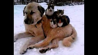 True friendship looks like this!  Funny videos with dogs, cats and kittens!