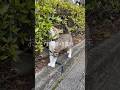 今週もお疲れ様でした、おやすみなさい😸🩷