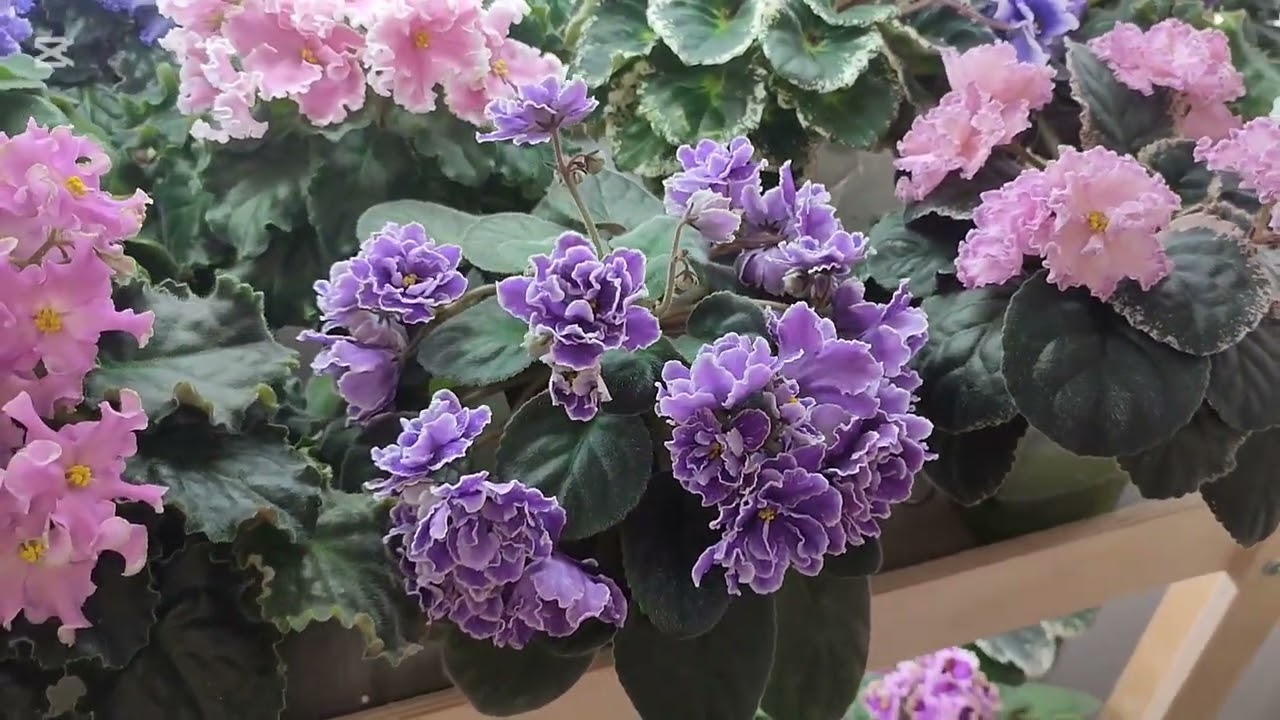 Обзор фиалок после обработки от трипса без пересадки