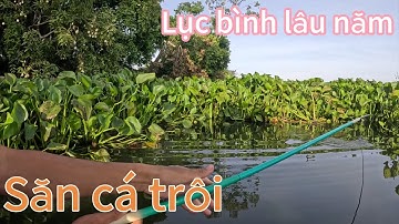 Săn cá trôi ở bãi lục bình lâu nằm, câu đài tự nhiên ở Búng Bình Thiên