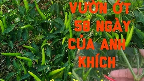 VƯỜN ỚT 58  NGÀY CỦA ANH KHÍCH Ở CỒN CHÂU MA