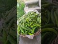 #tomato #farming #vlog #agriculture #automobile #farmerlife #trendingshorts #fasal