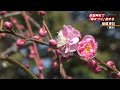 結城神社で梅まつり　さわやかな香りの雲竜梅は満開