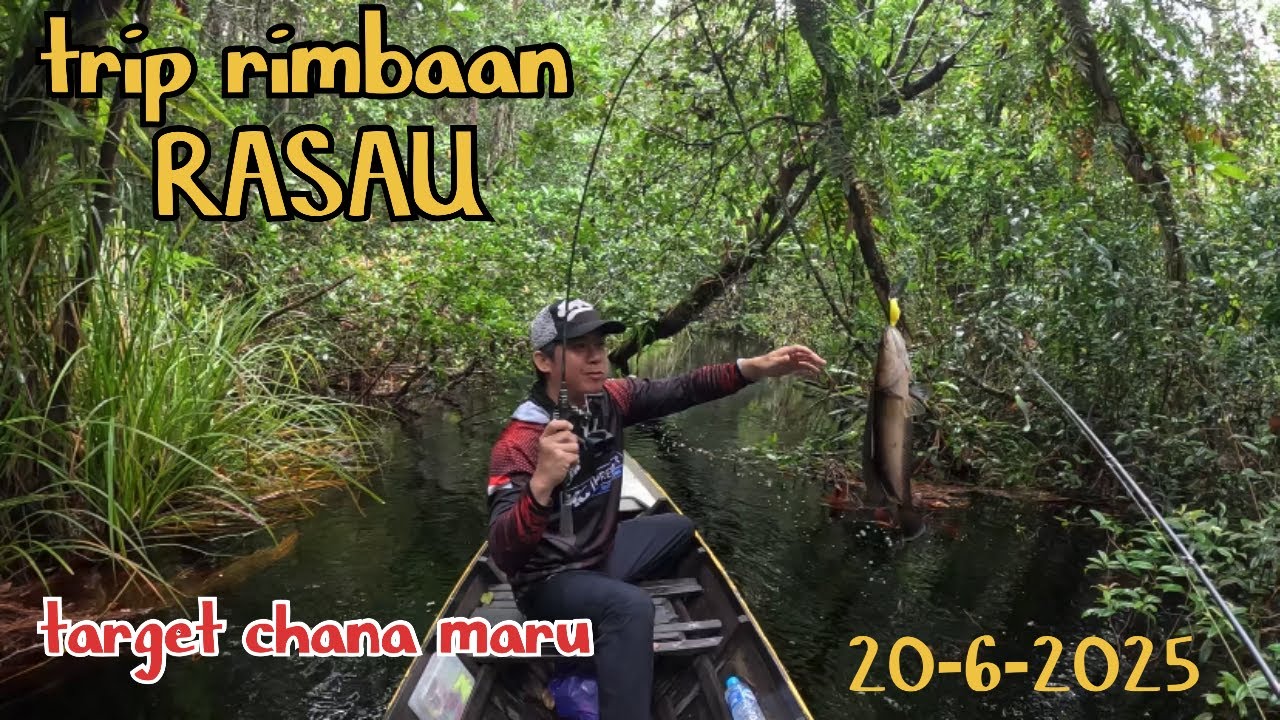 TRIP CASTING CHANA MARU DI RIMBAAN RASAU SEBANGAU, bersama joki andalan abah aldi